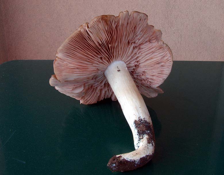 Entoloma lividoalbum